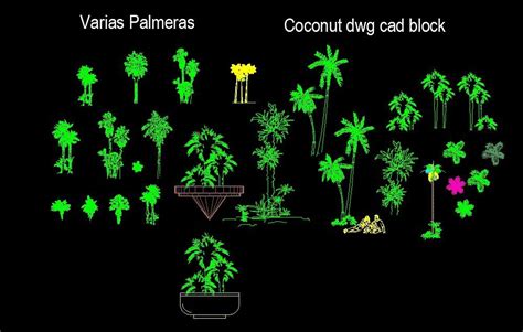 Various Palm Trees Cocnut And Bonsai Palms Front View Elevation 2D DWG