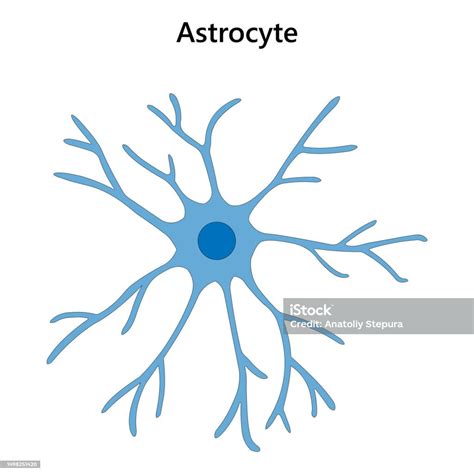 Astrocyte Glial Cell Vector Illustration Stock Illustration Download