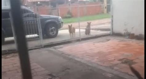 TikTok Perrito le pide permiso a su dueña para salir a jugar con sus