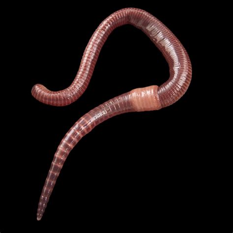 What Do Earthworms Look Like - Katynel