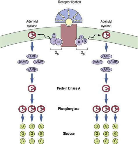 Membrane Receptors And Signal Transduction Medical Biochemistry