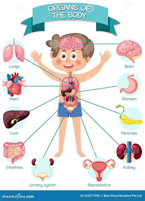 Internal Organs Of The Body For Kids Stock Vector Illustration Of