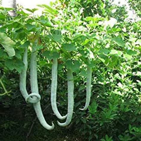 Seeds Indian Long Snake Gourd Padval Padwal Etsy