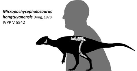 Micropachycephalosaurus