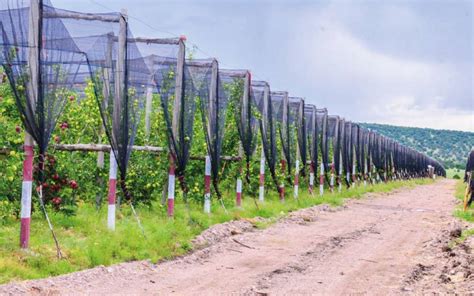 Heladas afectan floración de árboles de manzana Chihuahua bajas