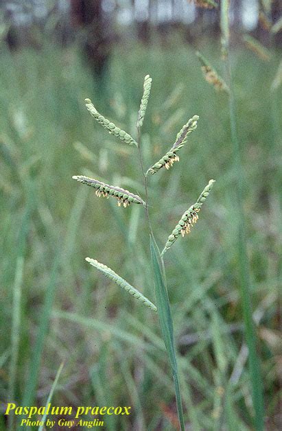 Paspalum Praecox Photos ISB Atlas Of Florida Plants ISB Atlas