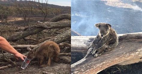 Australia Fires 2019 Animals