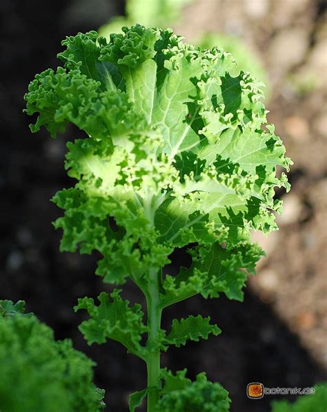 Brassica oleracea Gemüsekohl Garten Pflanzen Blumen Gartenbetriebe