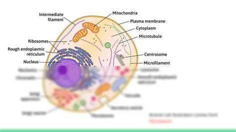 SOLUTION: Cell presentation structure of eukaryotic cell - Studypool