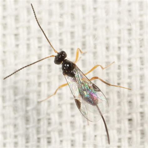 Braconid With Long Curved Ovipositor Bugguidenet