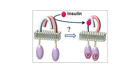 Structural Dynamics Of Insulin Receptor And Transmembrane Signaling