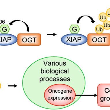 Xiap Promotes Ogt Protein Degradation A Empty Or Expression Vectors