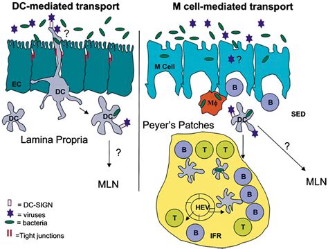 The Host Pathogen Interaction Cell