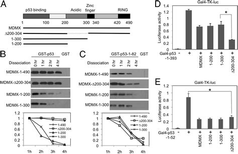 Secondary Interaction Between Mdmx And P Core Domain Inhibits P Dna