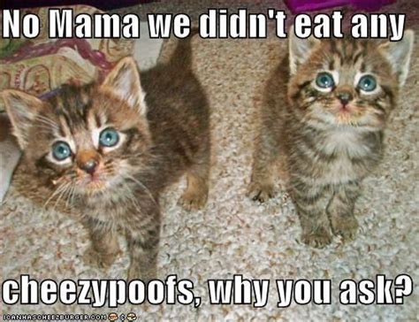 No Mama We Didn T Eat Any Cheezypoofs Why You Ask Funny Cute Cats