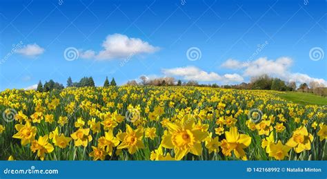 Beautiful Spring Field Of Yellow Daffodils Panorama In Sunny Day Stock