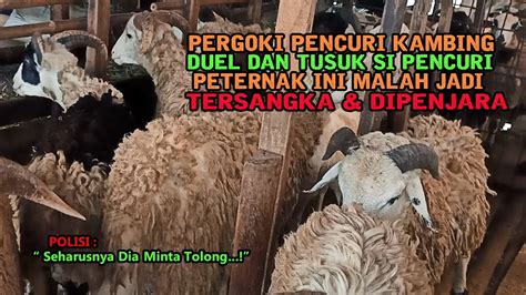 Sedihnya Peternak Kambing Jadi Tersangka Usai Lawan Dan Tusuk Pencuri