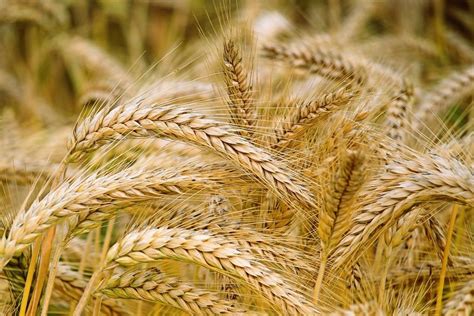 Government Revises Wheat Stock Limits To Safeguard Food Security And