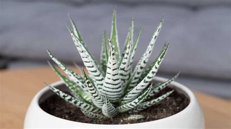 How To Grow And Care For Haworthia New York Garden