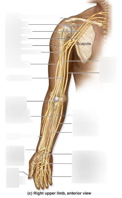 Brachial Plexus Part Of Diagram Quizlet