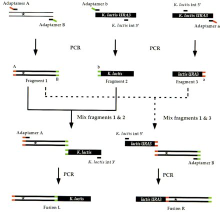 Cloning Free Pcr Based Allele Replacement Methods