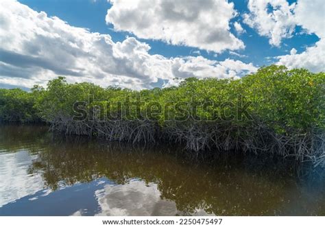 Mangrove Biome Often Called Mangrove Forest Stock Photo 2250475497 | Shutterstock