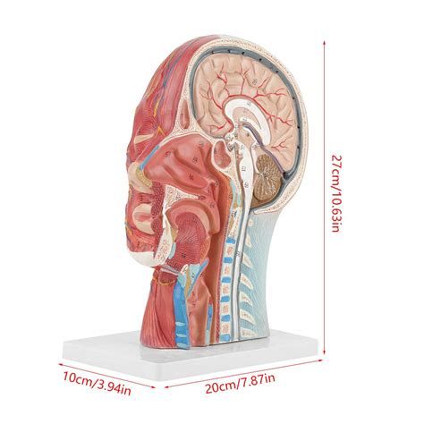 Oumefar Modelo De Cabeza M Dica Modelo De Cerebro Humano Dividido Con