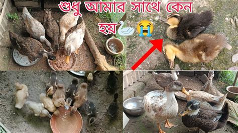 sudhu amar sathe erkm ken hz duckling newvideo duck newvlog youtube