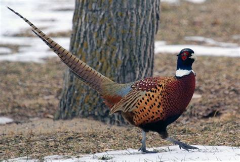 Ringneck Pheasant Facts Habitat Diet Life Cycle Baby Pictures