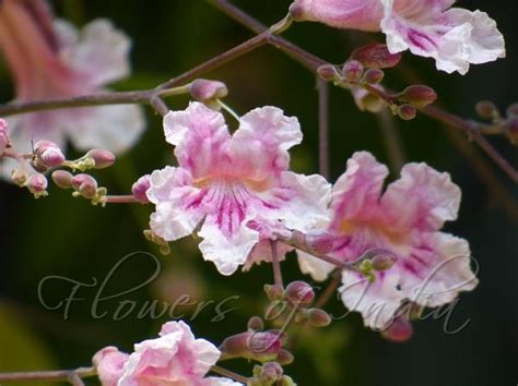 Stereospermum Kunthianum Pink Jacaranda