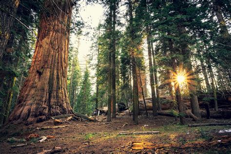 Sequoia National Park Wallpapers WallpapersHigh