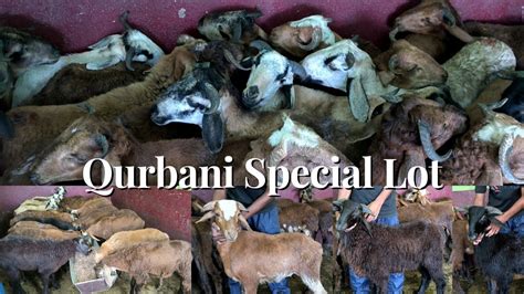 Big Horns Telangana Sheep S Qurbani Special Contact