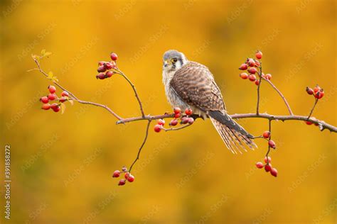 Foto De The American Kestrel Falco Sparverius Also Called A Sparrow