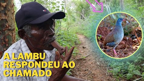 Véi Dico chamando lambu o apito no meio da mata lambu caçada