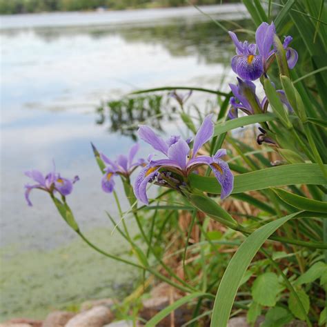 MN Native Blue Flag Iris Plants | Natural Shore Technologies