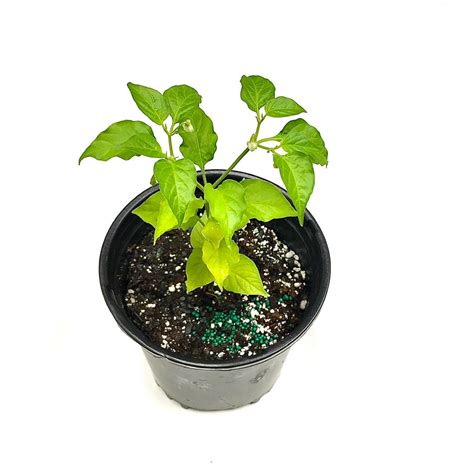 Poblano pepper plant | Delivered to your door