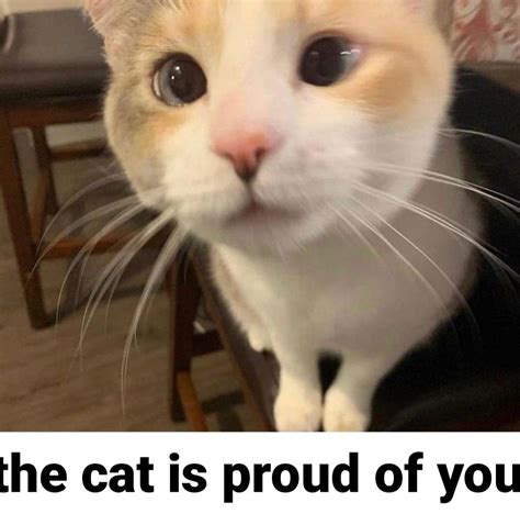 Proud Cat You Smell Cute