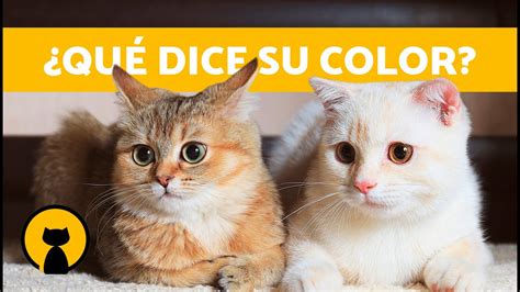 SIGNIFICADO del COLOR de tu GATO Qué dice su color sobre su