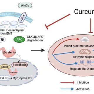 Curcumin Inhibits As Cell Proliferation And Induces Apoptosis Via