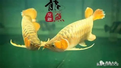 養龍魚的基礎知識 每日頭條