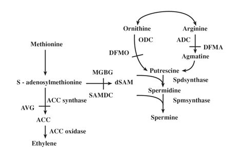 Polyamine Biosynthetic Pathway And Its Linkage To Ethylene