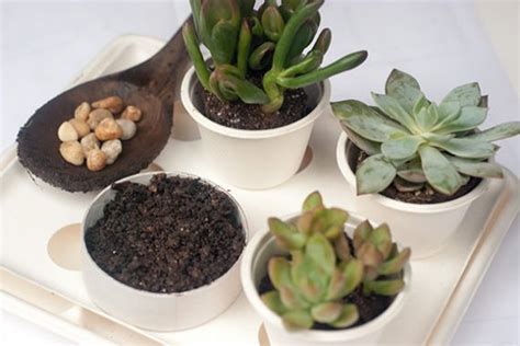 Super Succulents Your Kids Can Grow | Handmade Charlotte