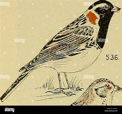 Birds chart identification bird hi-res stock photography and images - Alamy