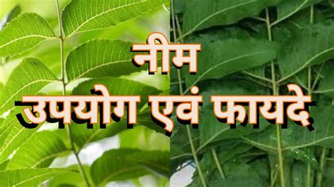 नीम के स्वास्थ्य लाभ 2 Neem Ke Fayde Neem Tree Benefits Neem Leaf Benefits Neem