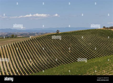 Harvest of vino nobile red wine grapes in the vineyards growing in lines, Tuscany, Montalcino ...