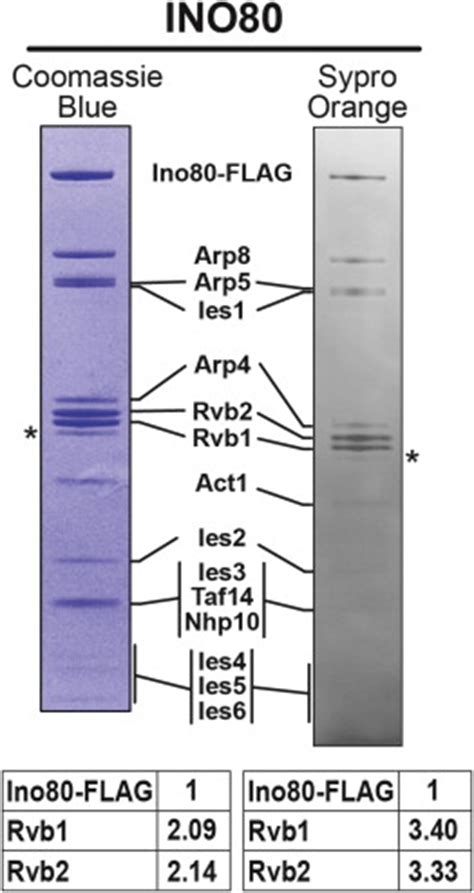 Molecular Architecture Of The ATP Dependent Chromatin Remodeling