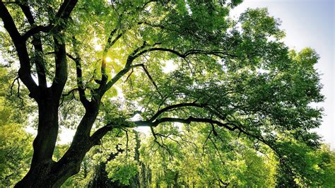 Wallpaper Sunlight Landscape Forest Garden Nature Park Branch