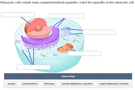 Answered Eukaryotic Cells Contain Many Bartleby