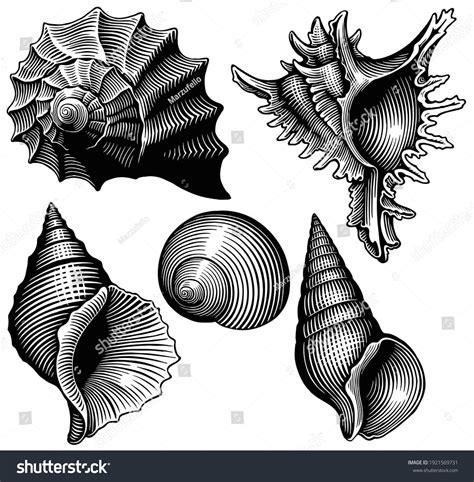 Shell: Over 387,164 Royalty-Free Licensable Stock Vectors & Vector Art ...