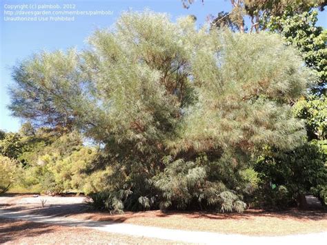 Plantfiles Pictures Acacia Species Creeping Wattle Golden Wreath